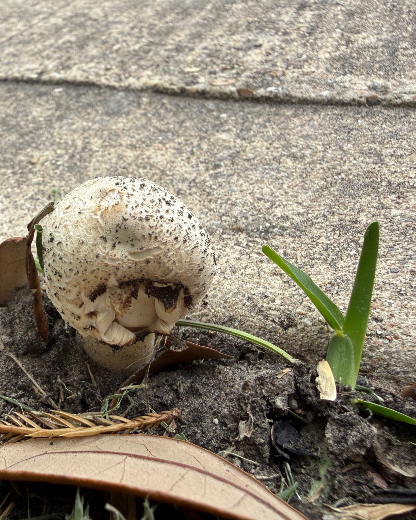 Ok I think the shroomies are all going through something. This one is so ugly it only convinced 1 blade of grass to stay by him. 