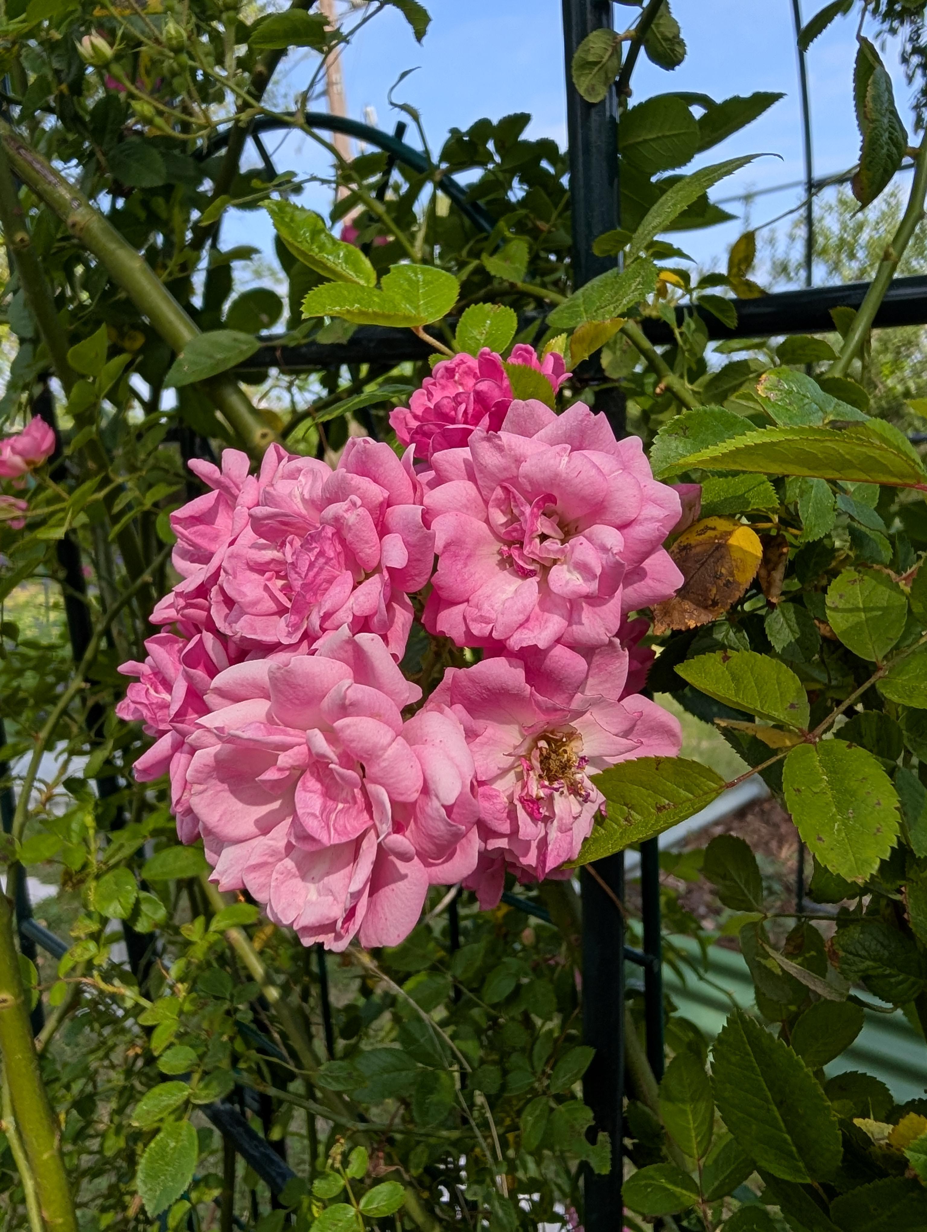 These are such good climbers! I love them. 🩷