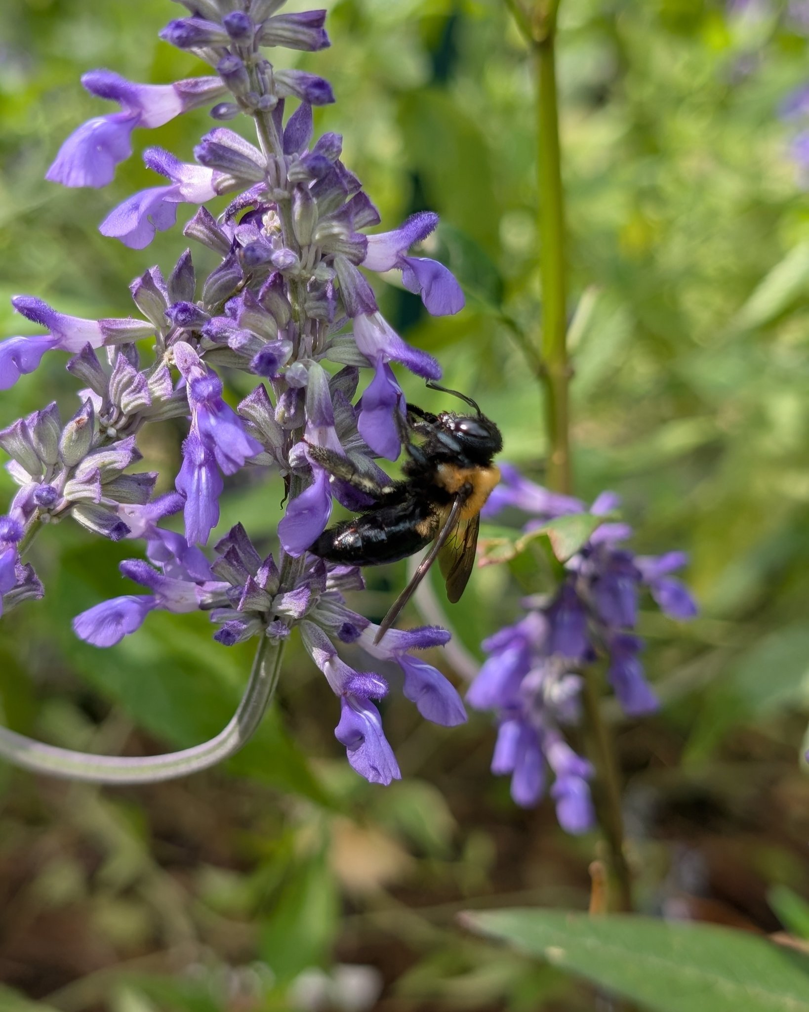 So cute yet so scary 🐝🪻