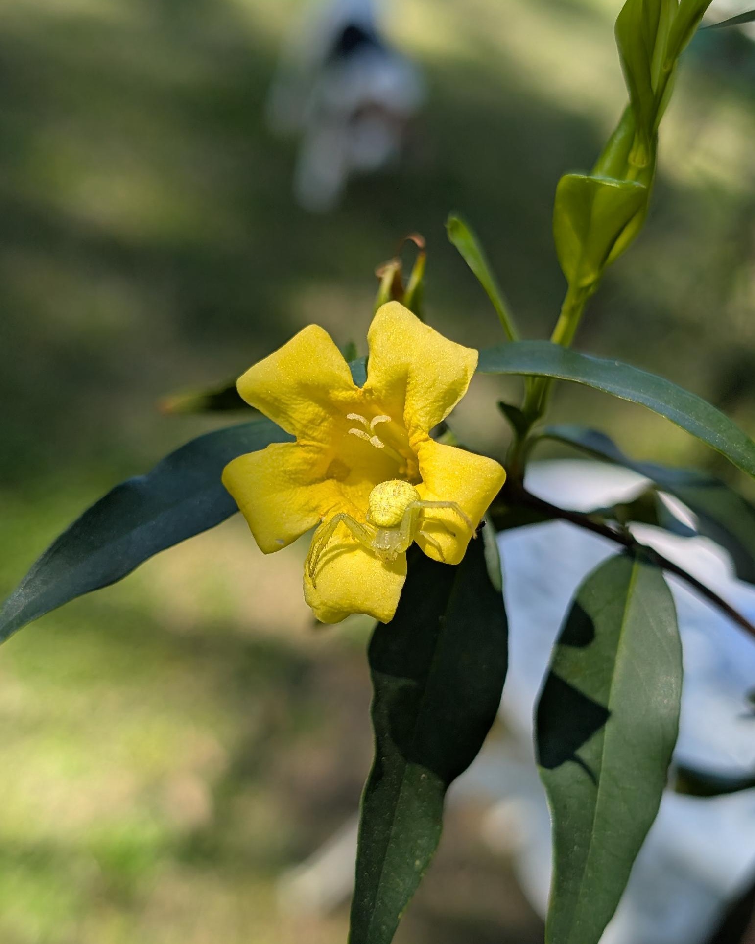 Almost didnt see her there!