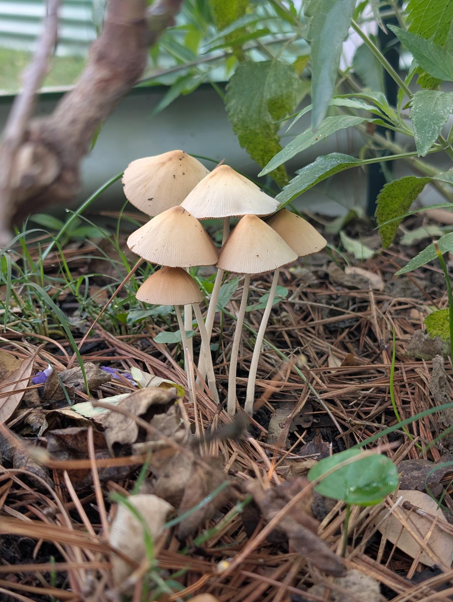 Or umbrellas for ants? 