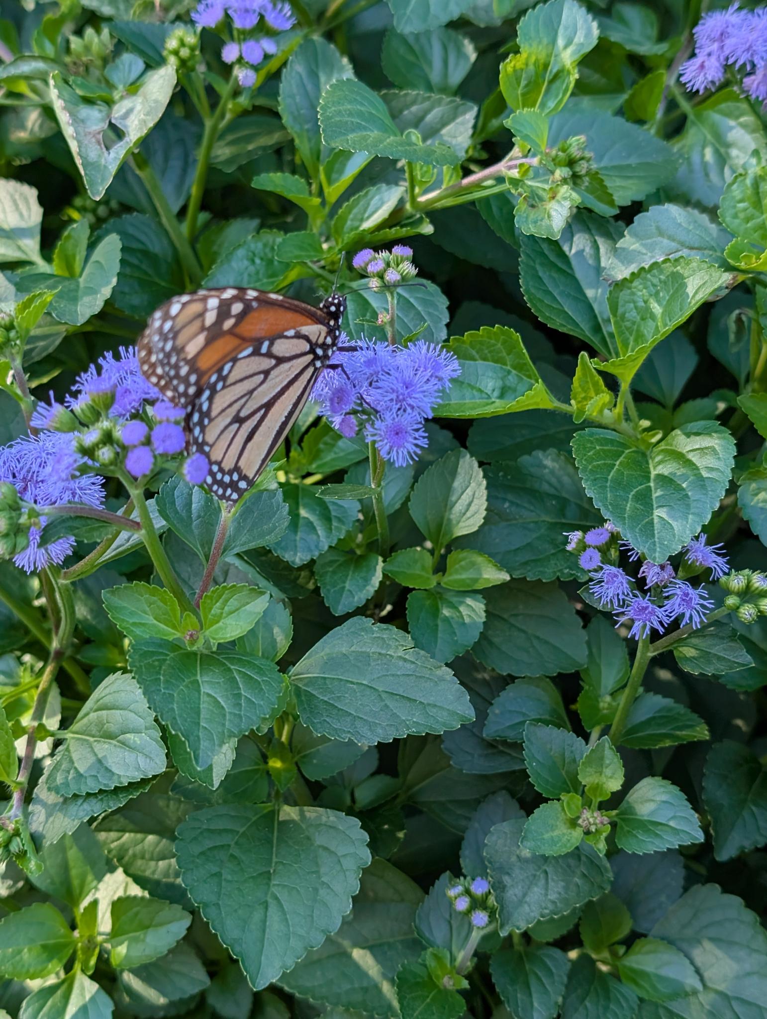 Monarchs looove this native Mist Flower! 