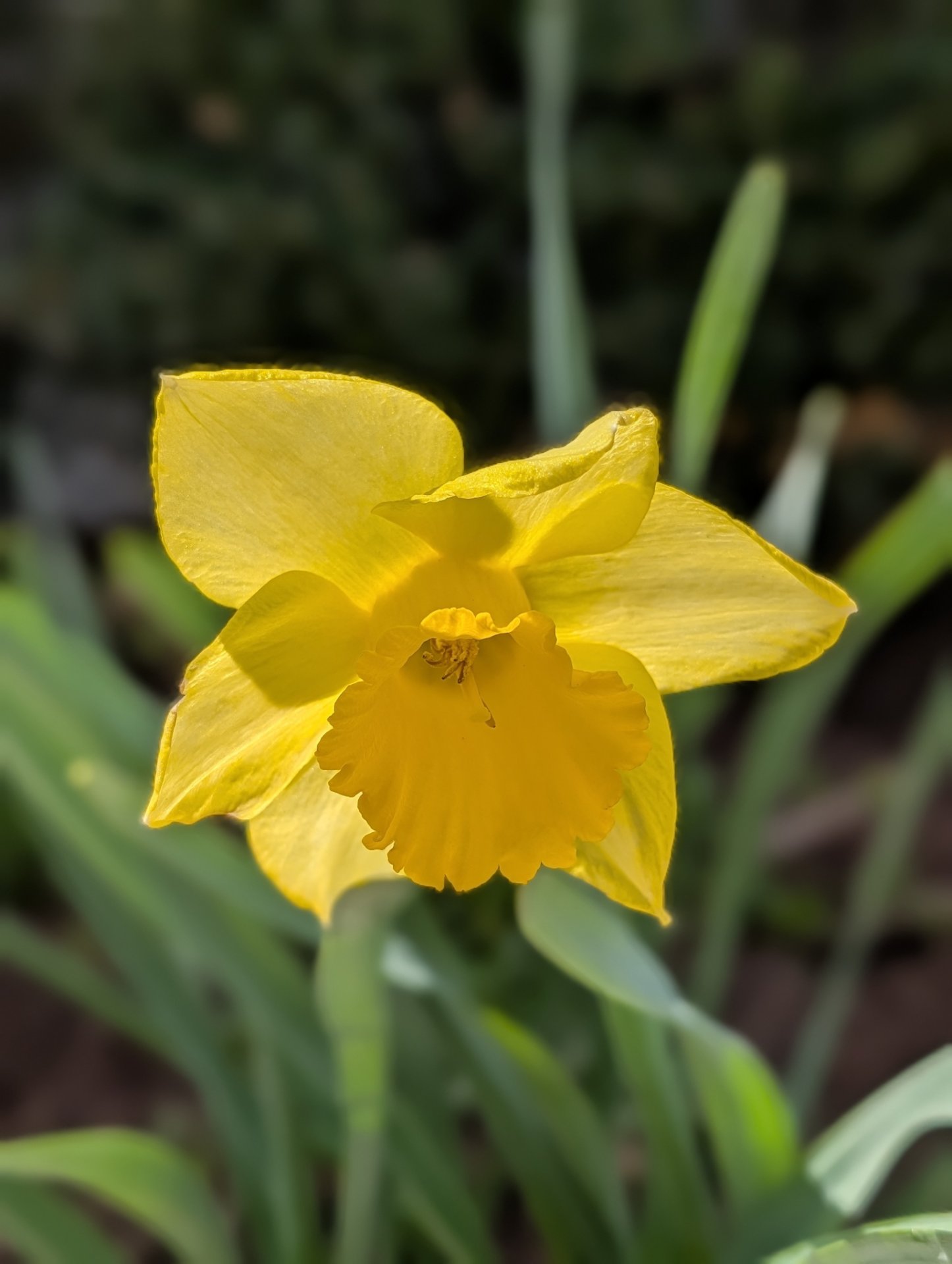 Daffodil
