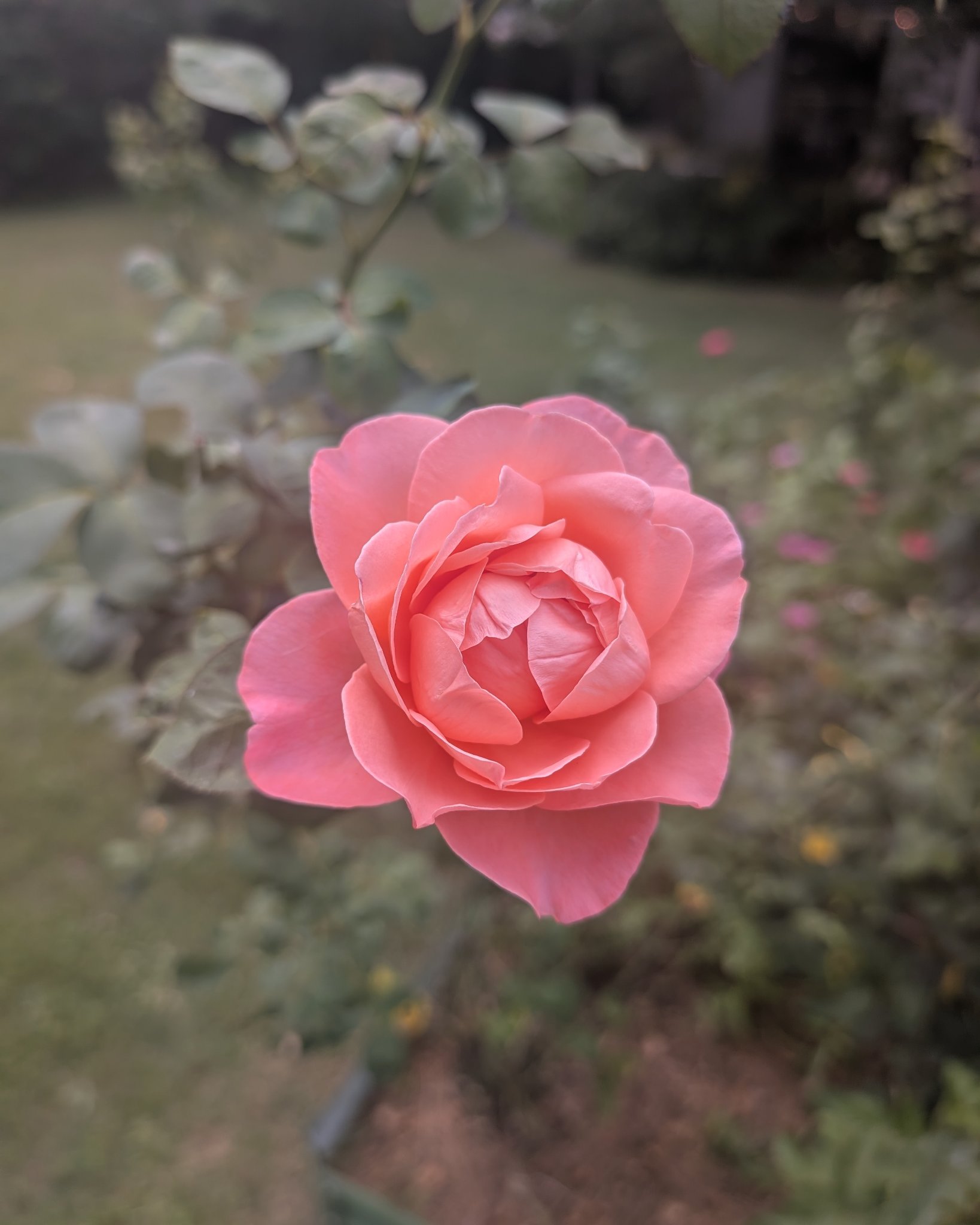 This one smells sooooo good! 