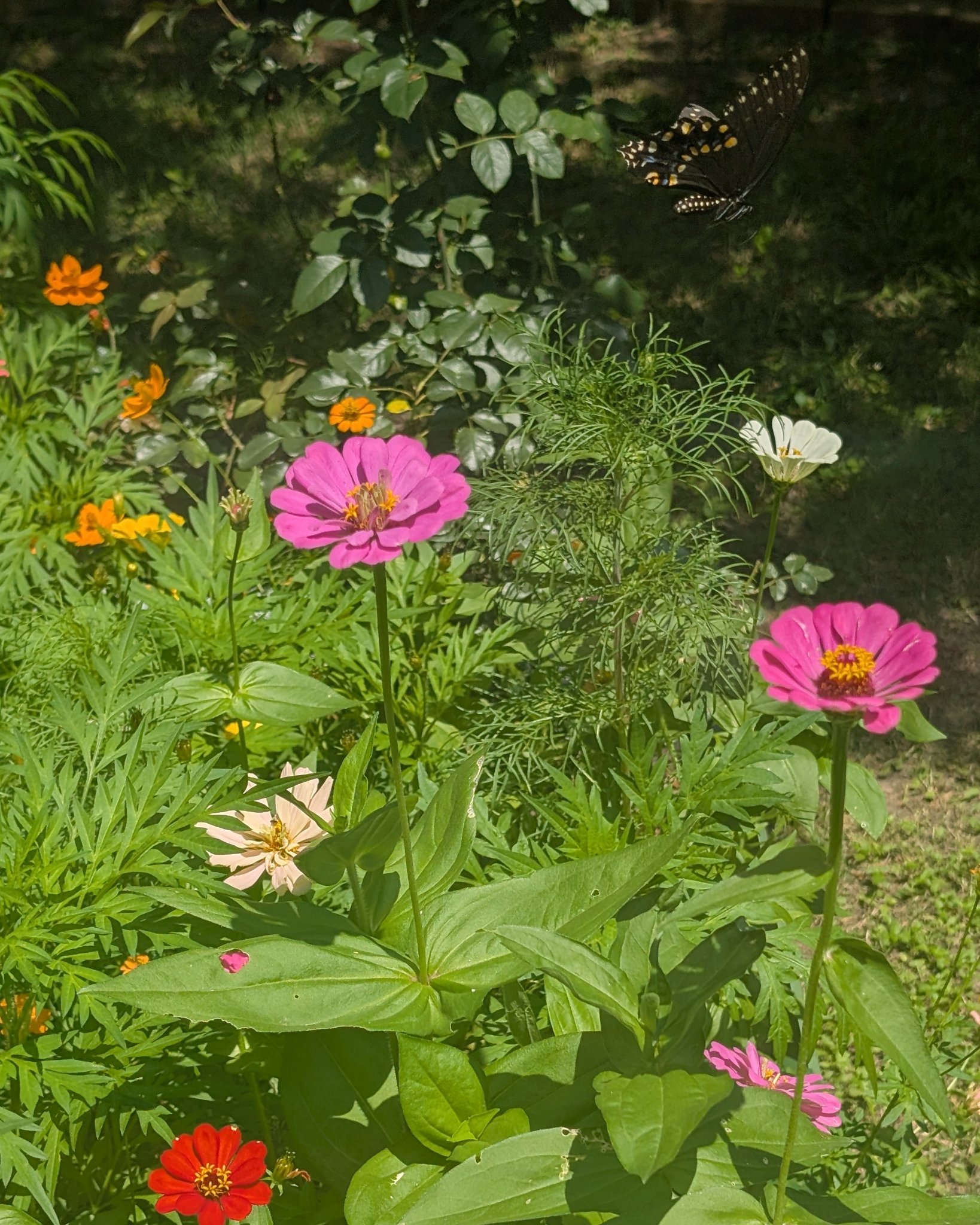 The butterflies love the Zinnias!
