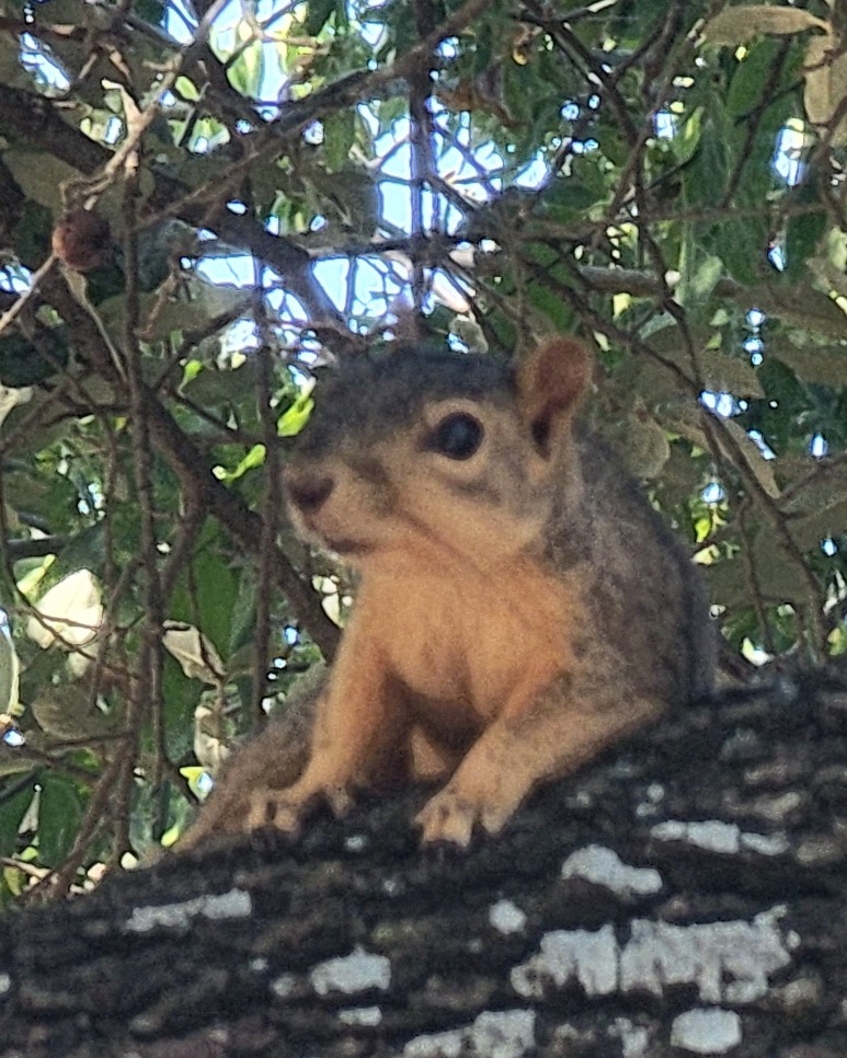 Nearby tree 🥰