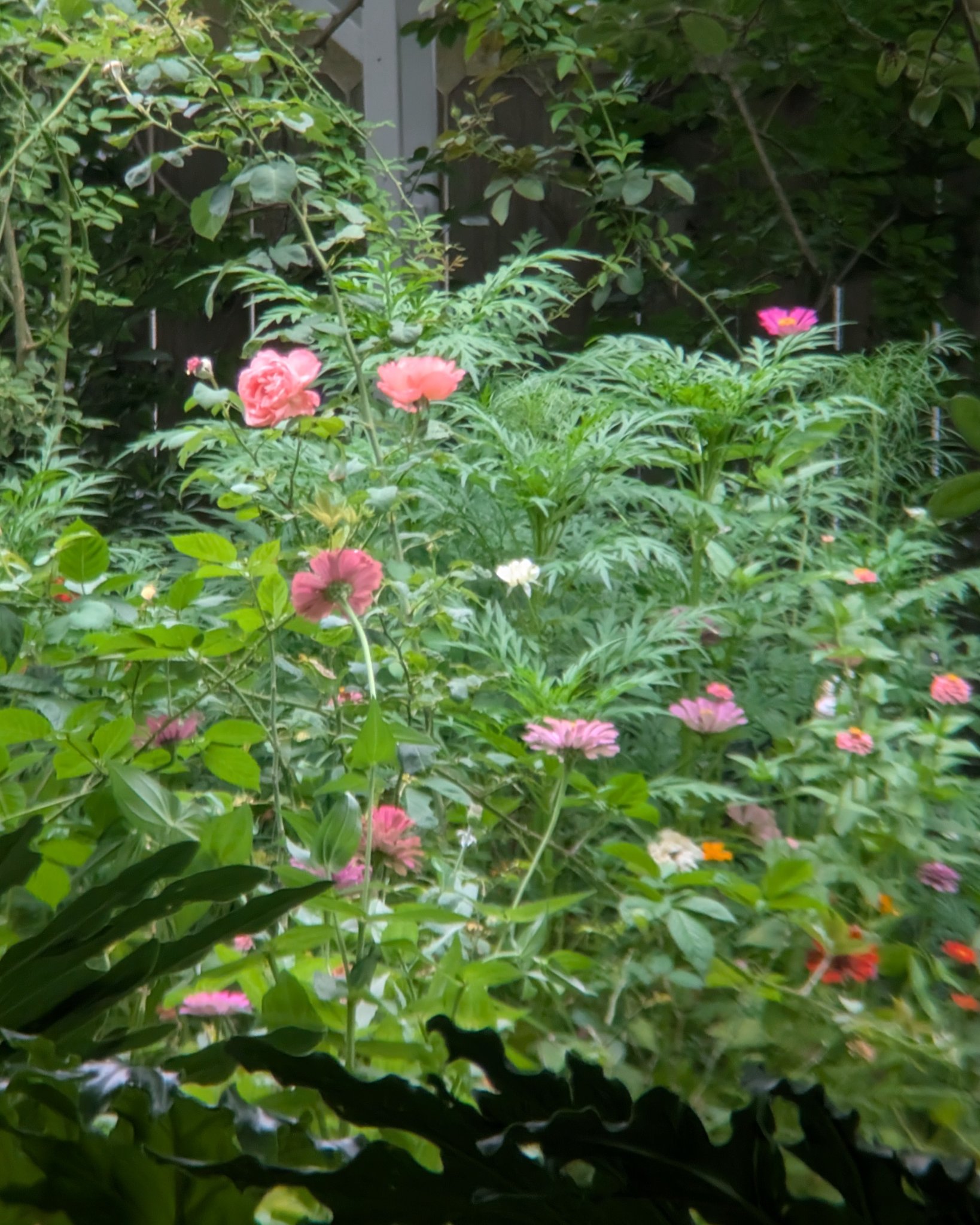 Something about the overgrown wildness of this shot really appeals to me. 
