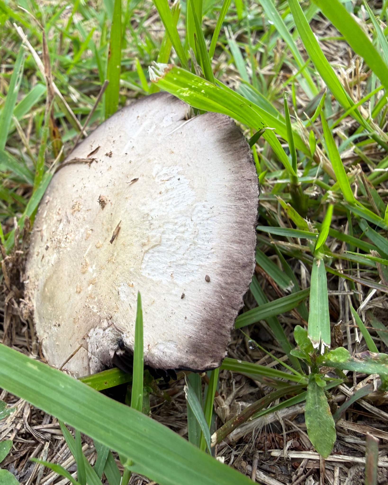 This shroomie on the trail was truly not an impressive dood. 