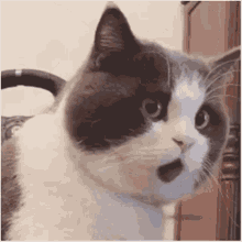 https://blossom.ditto.pub/7cb83ee415aad8a0a2ffe8e5a46ef3b41f1e4648bb54cb65e5fc007e15875440.gif