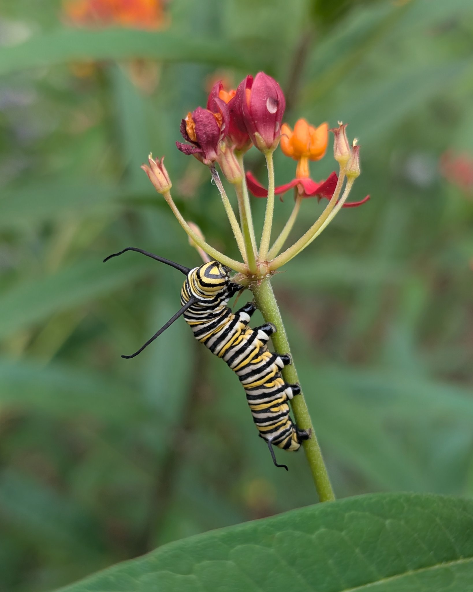 I was so proud when I saw this lil guy on the milkweed 🥹🥹