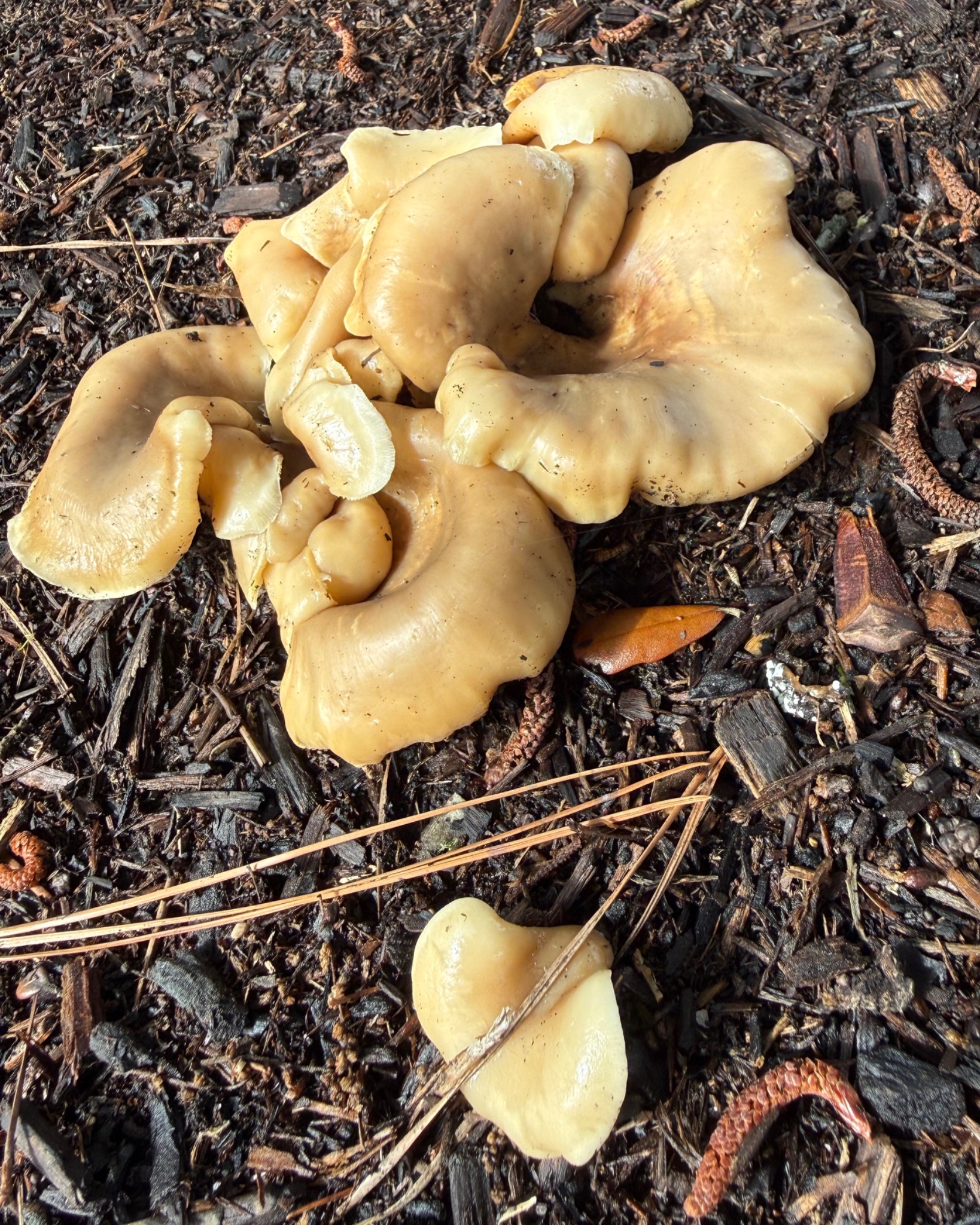 Another family of shroomies who probably wont take me to the 6th realm....but they're super cute to look at. 