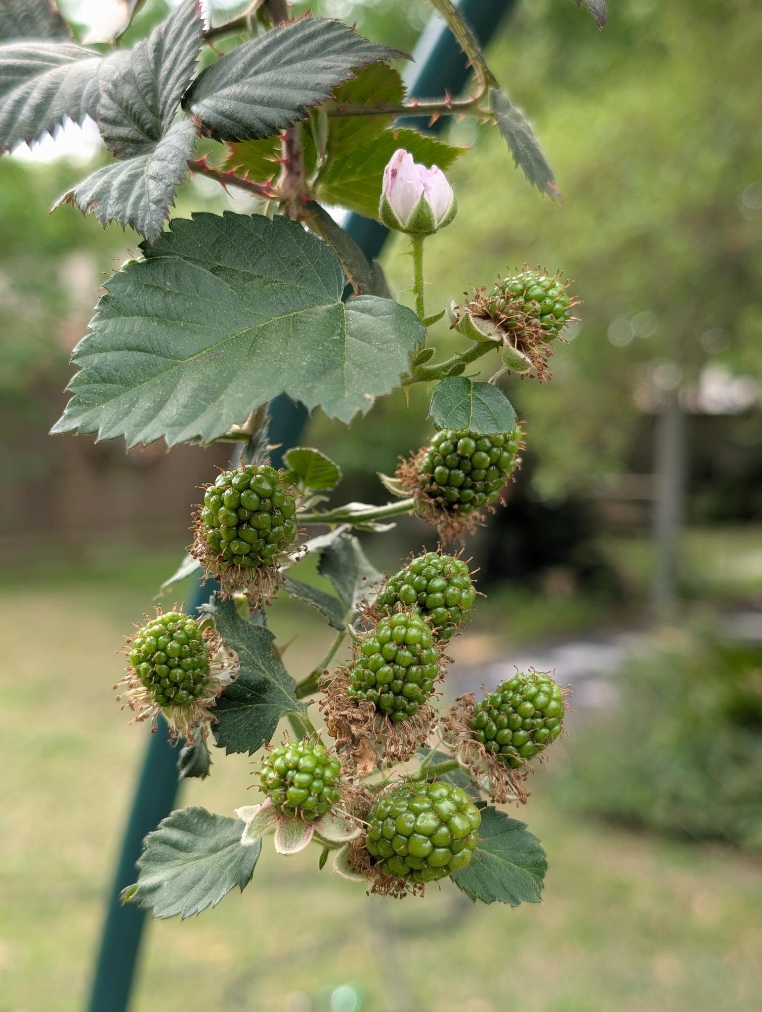 Sooooo excited to taste these! The vine is bursting this year. Its gonna be a big haul. 🌱
