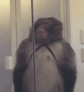 https://blossom.ditto.pub/8c5542041795c486b809089a69387f05eebee2fba83b458df7a9f390e3dc2c4d.gif