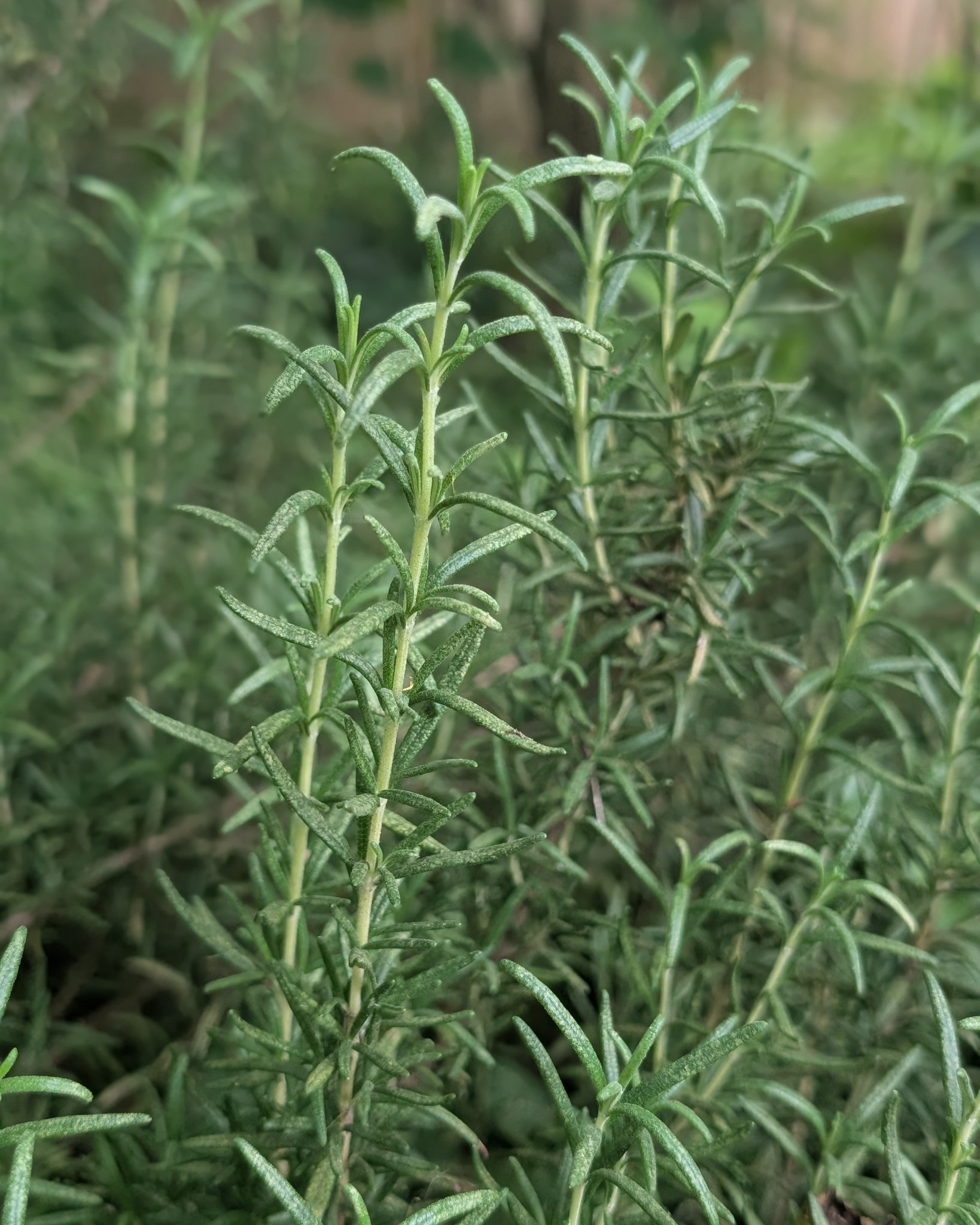 Earth feels a little bit greener today after watching her from space all week 🌎