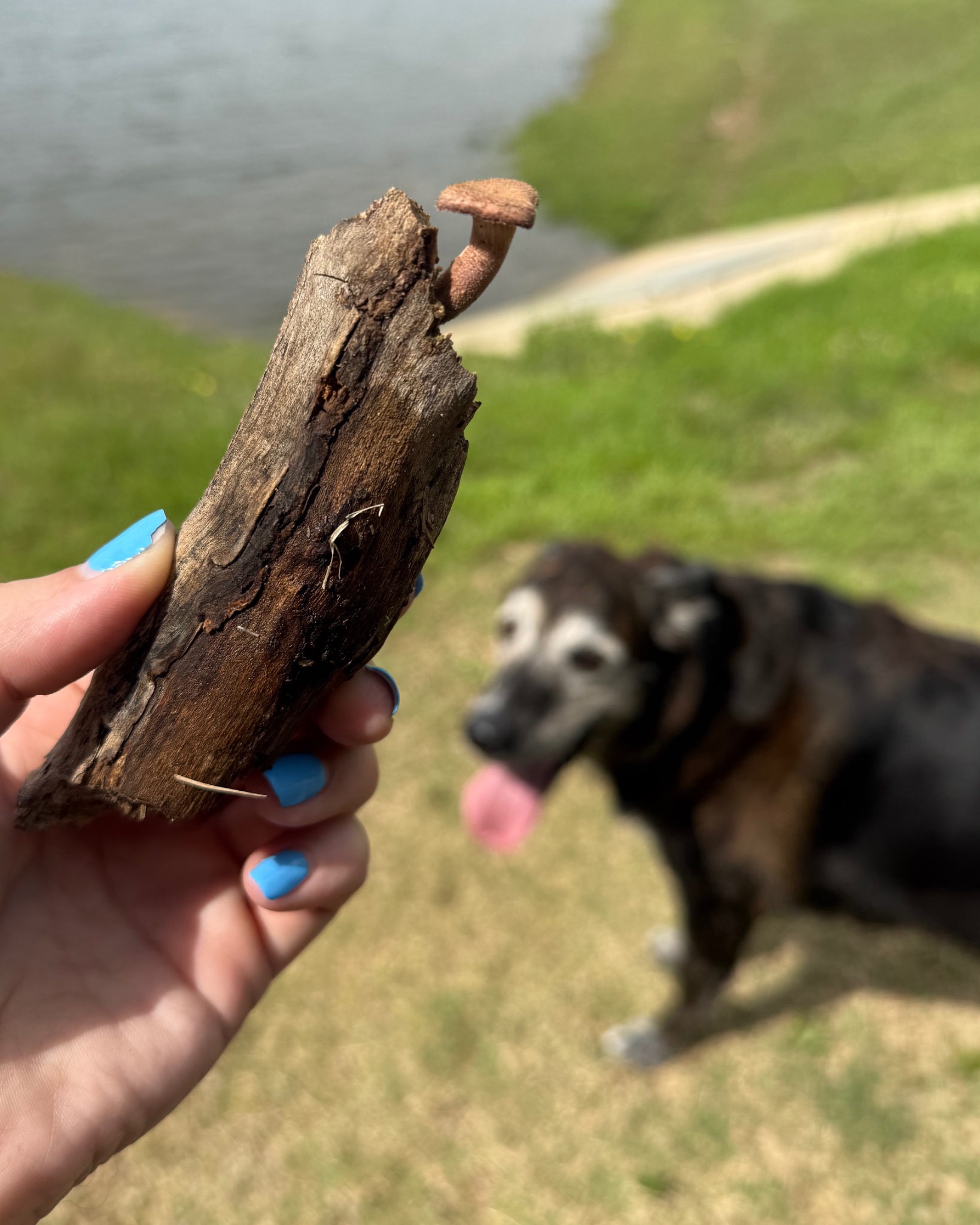 The adventures of discovering shroomies continued