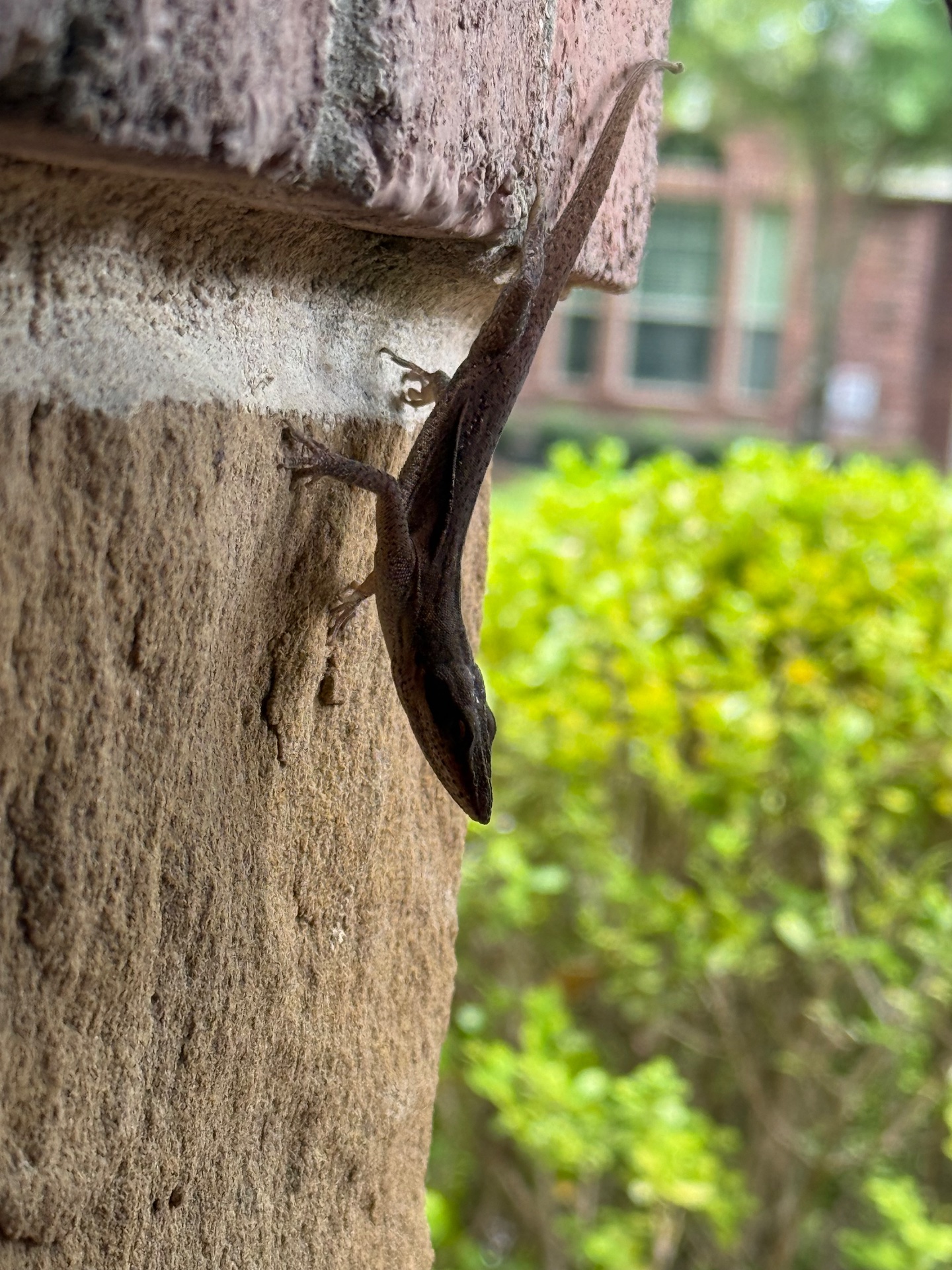Today’s Critters