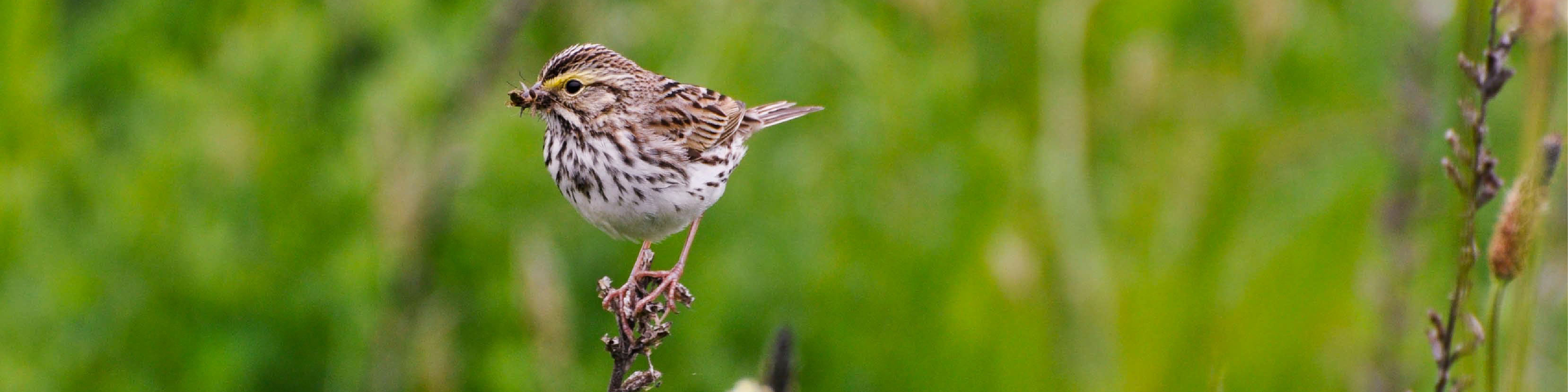 Poetry Bird Walk at Roy G Guerrero