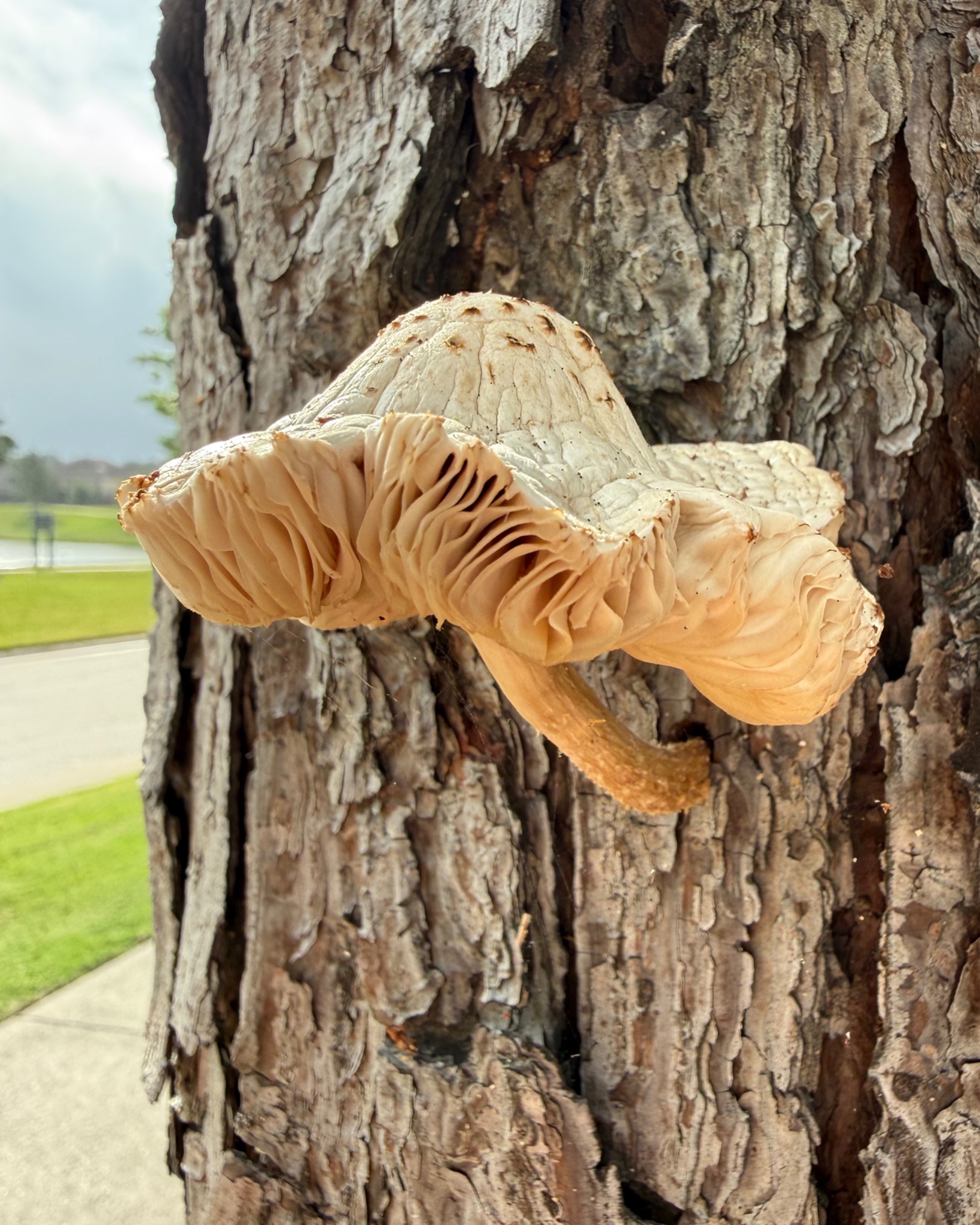 A photoshoot dedicated to Shroomie, to prove no mushrooms were harmed in the previous photo. 