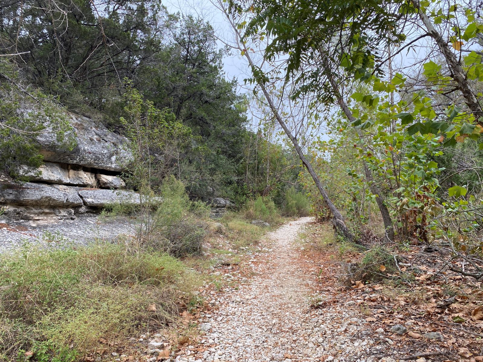 Bird Behavior Walk at Jacob’s Well Natural Area (FULL)
