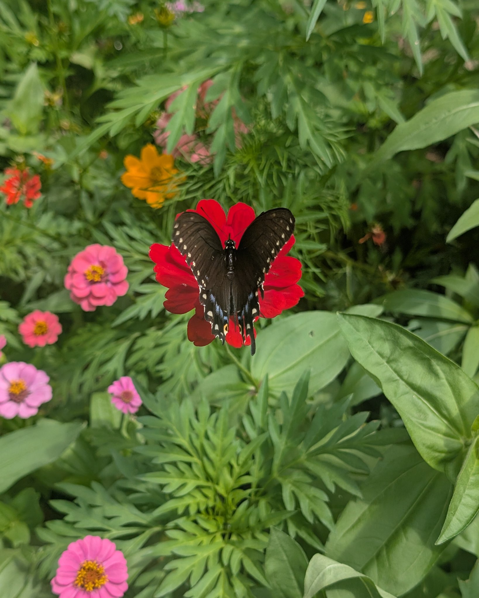 Swallowtail 