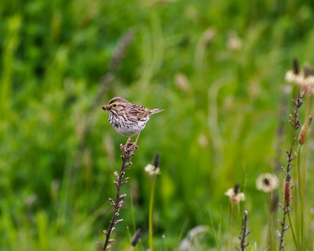 Summering Birds at Oakwoods Cemetery
