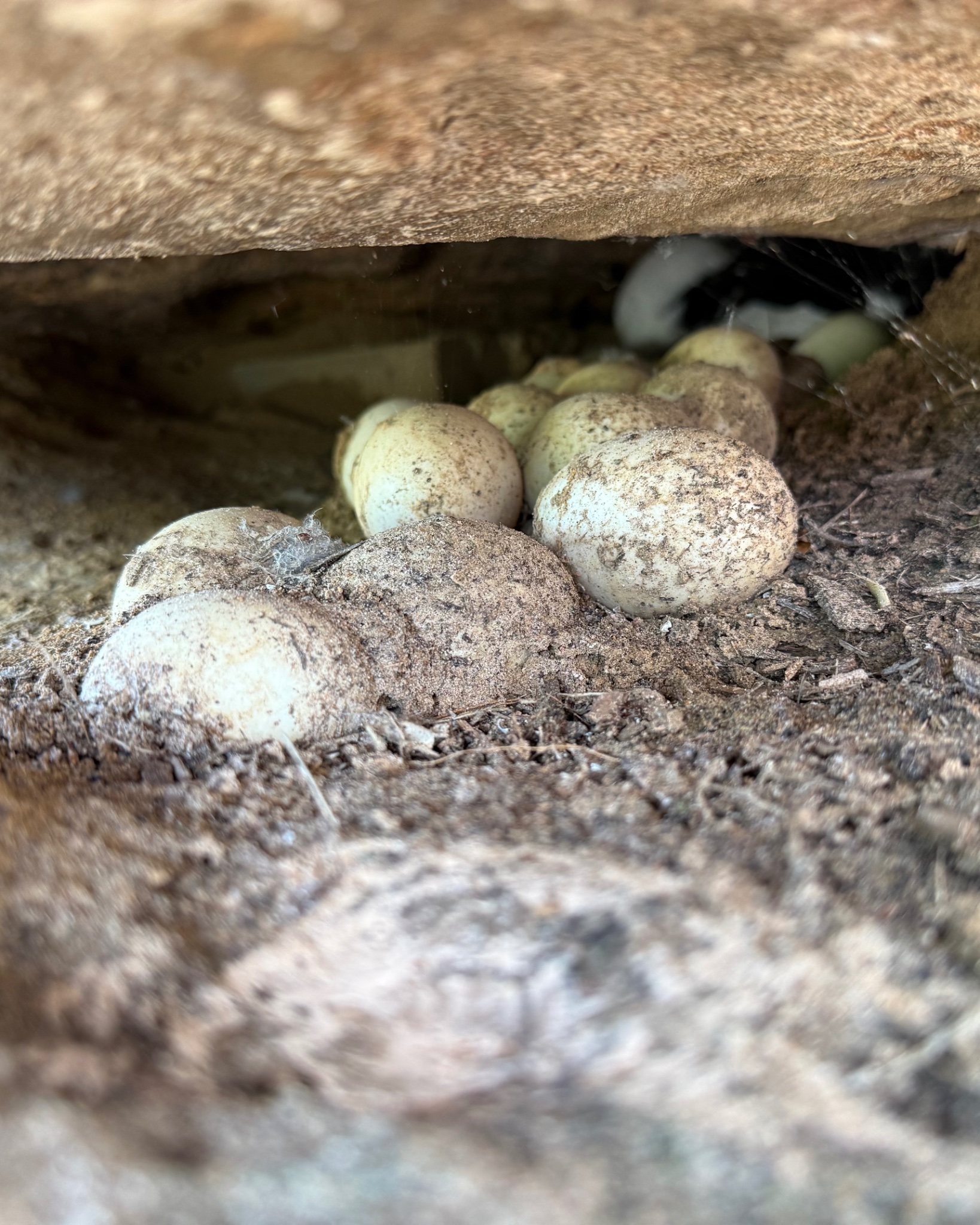 A clever spot for mama to watch over her soon to be flock hehehe