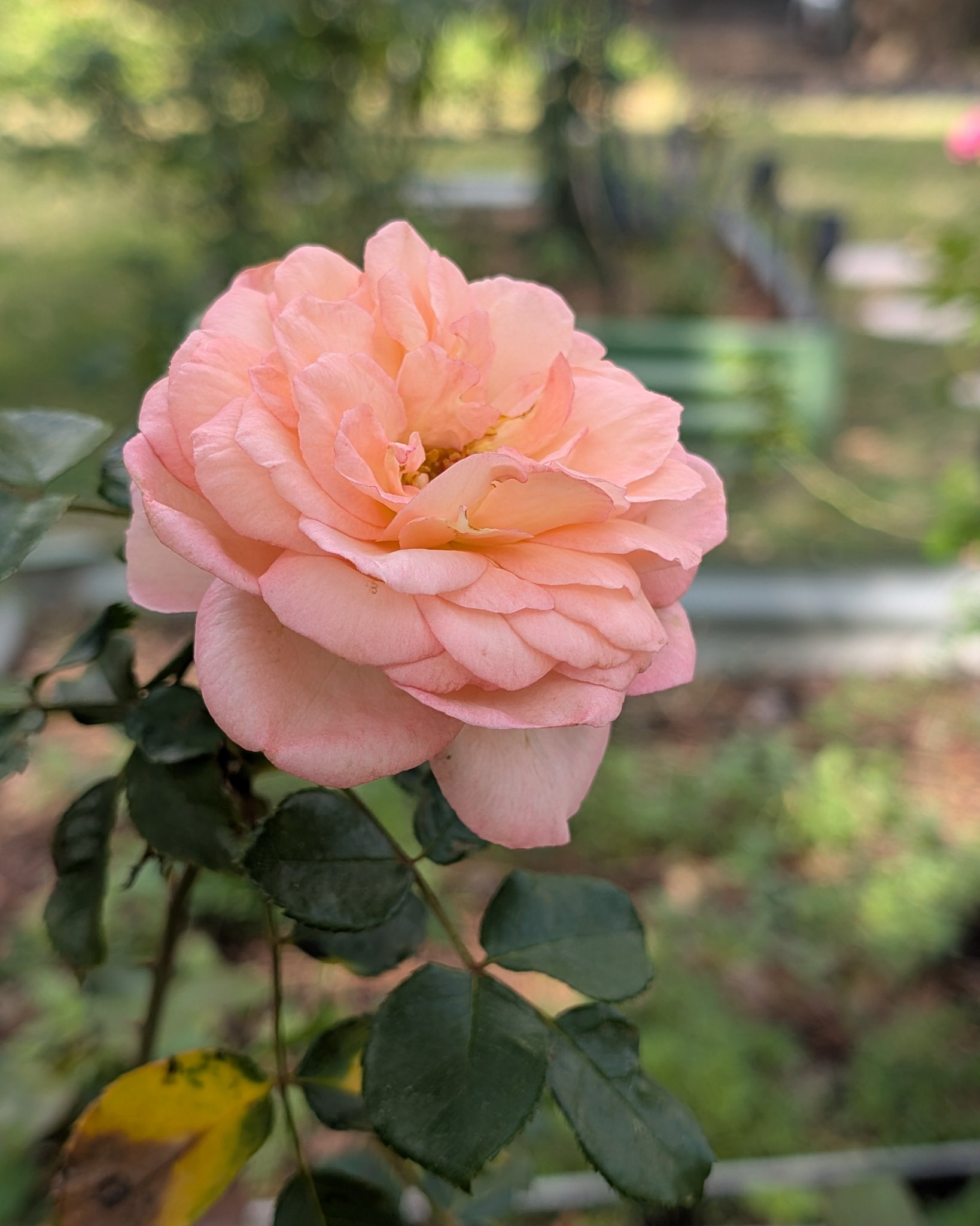 Always stop to smell the roses 💞