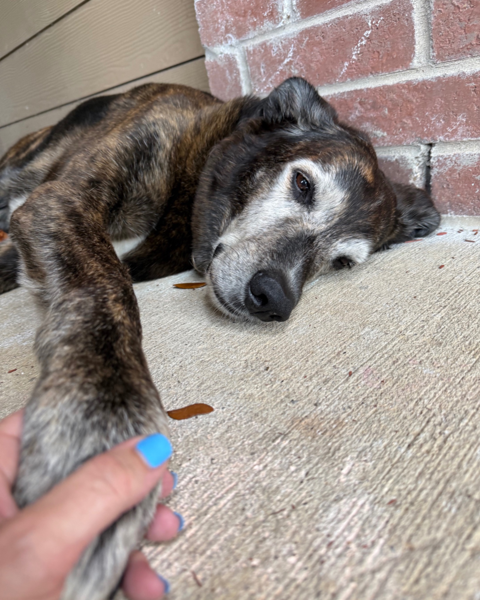 I’ve been asked if that’s a wolf with me or if I have a bear by me the last 12 years every time we’re out & about lol. this 80 pound bag of boof floof has been my  biggest protector & partner since 2014🥹