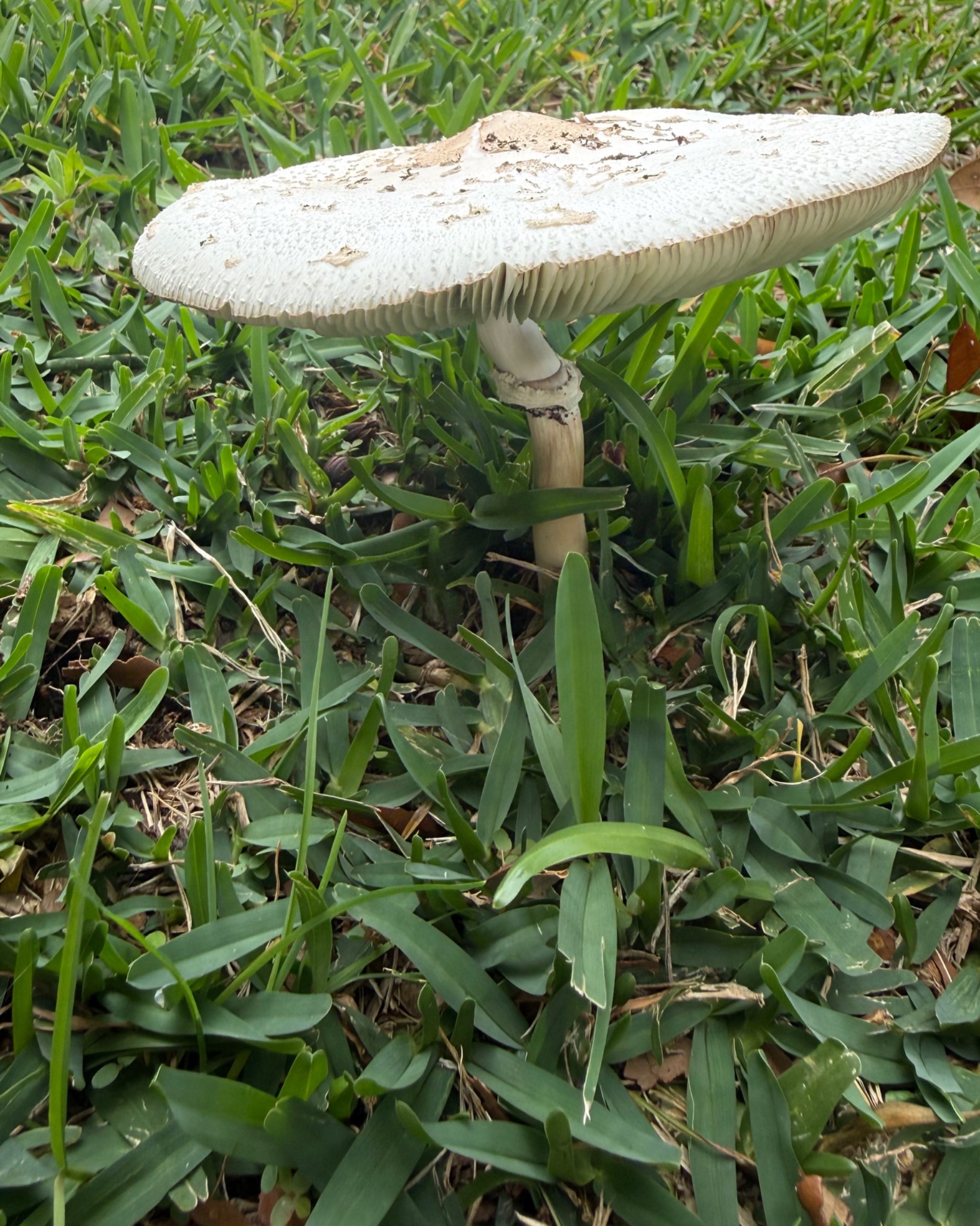 A proud shroomie on the path