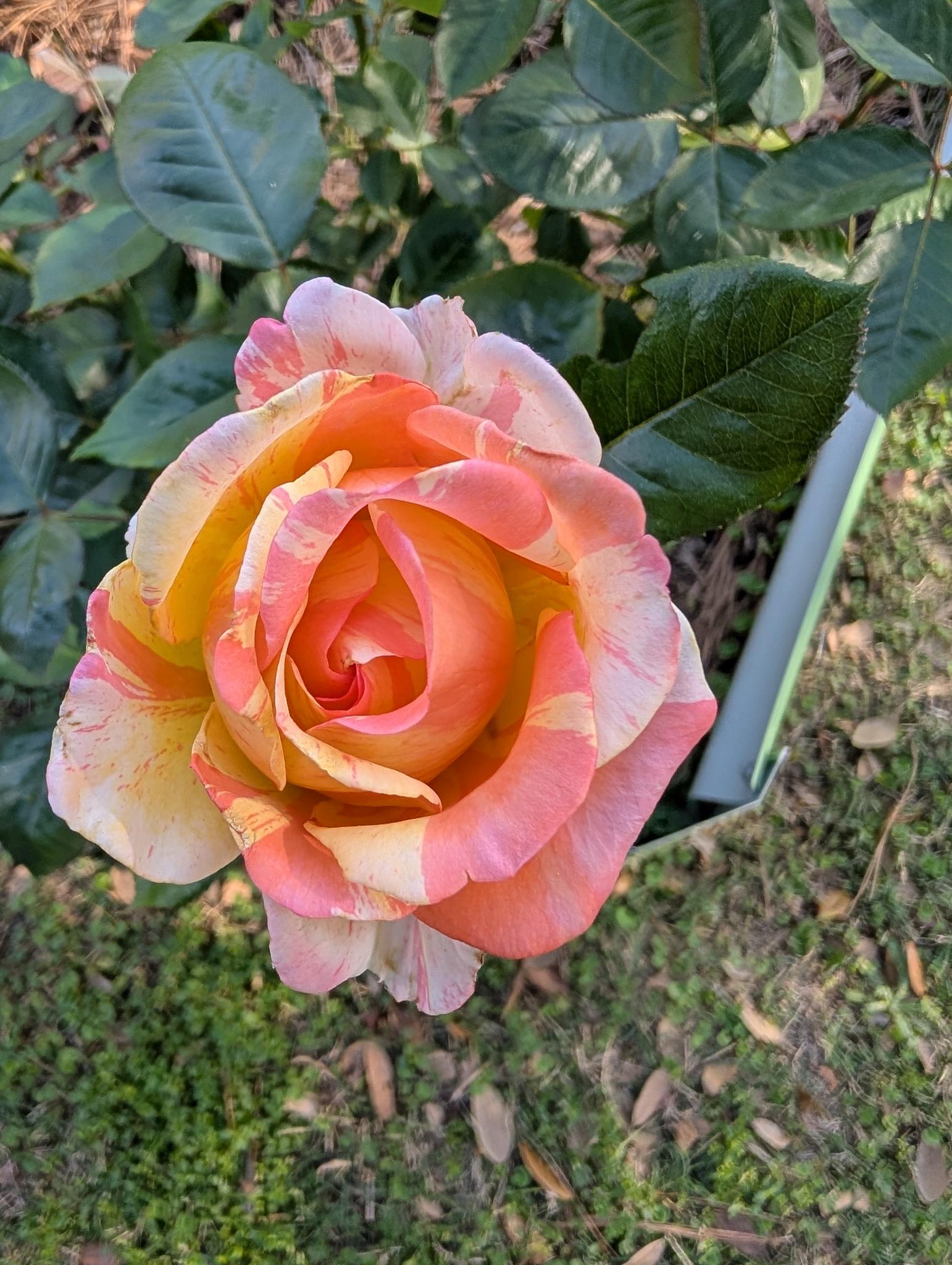 I got this one from HEB! 