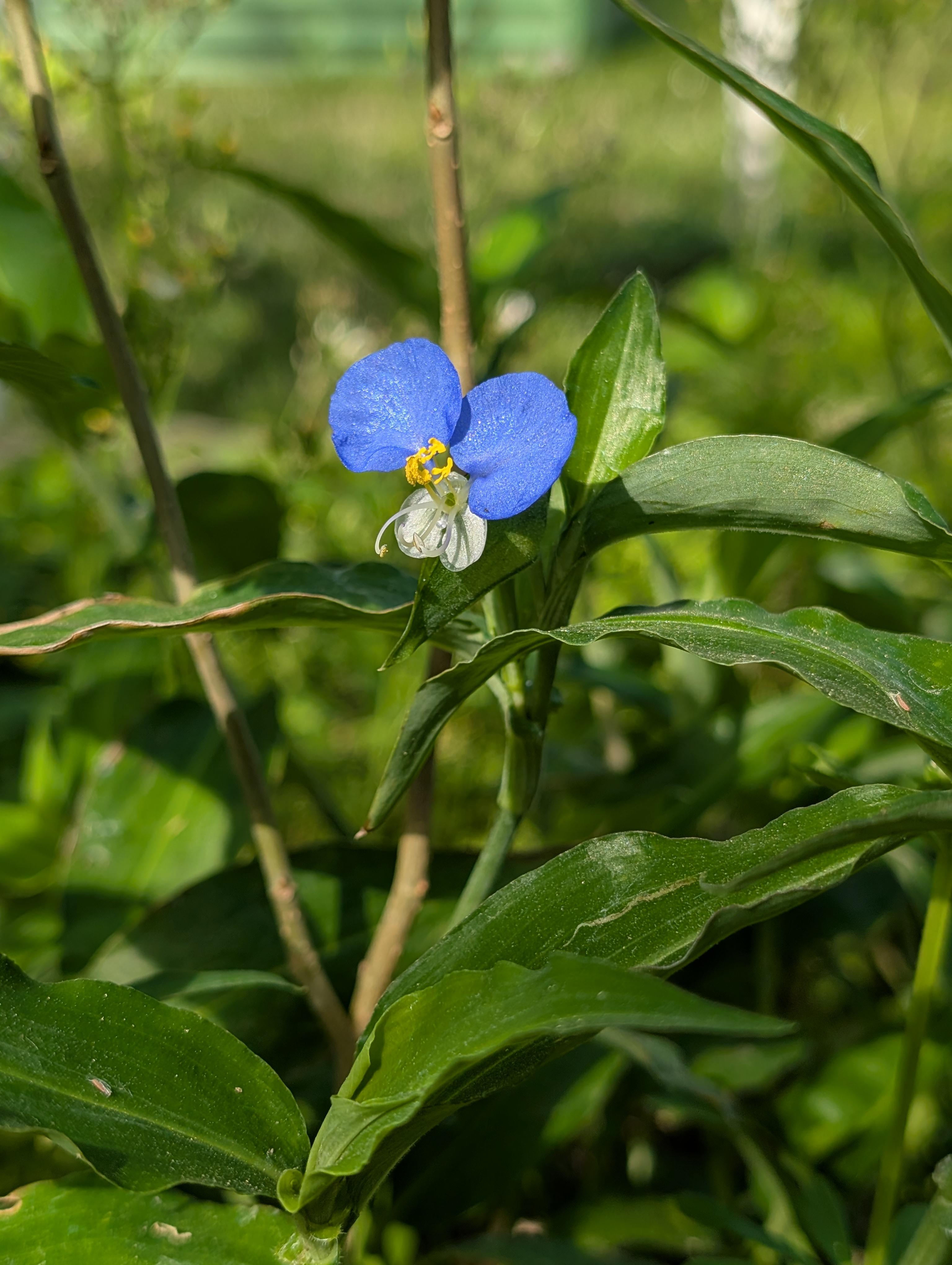 These little guys volunteered in the shady area beneath my trees. They are so cute! They bloom for only one day before the bloom dies, and then they start over the next day. 