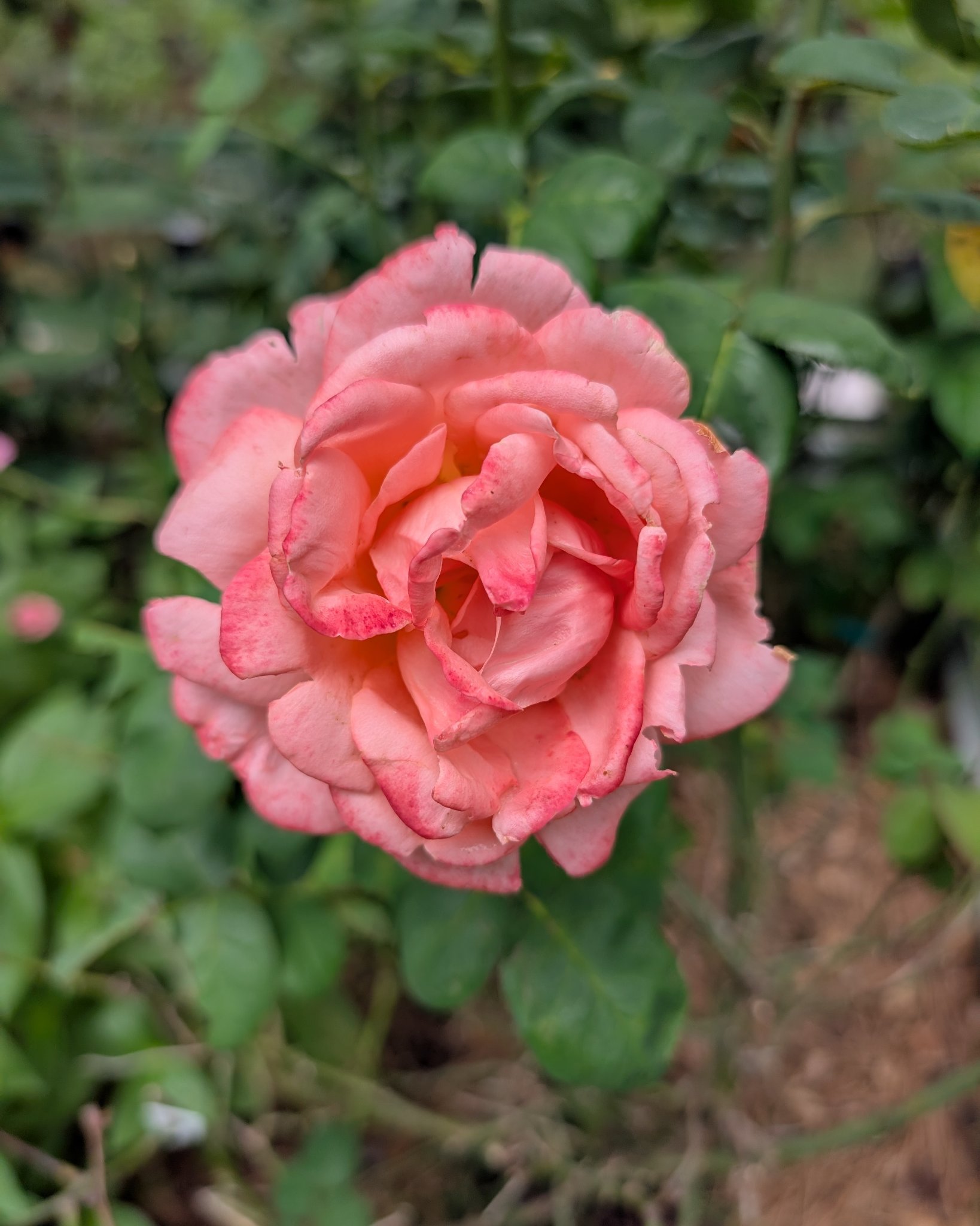 Pink rose 🩷