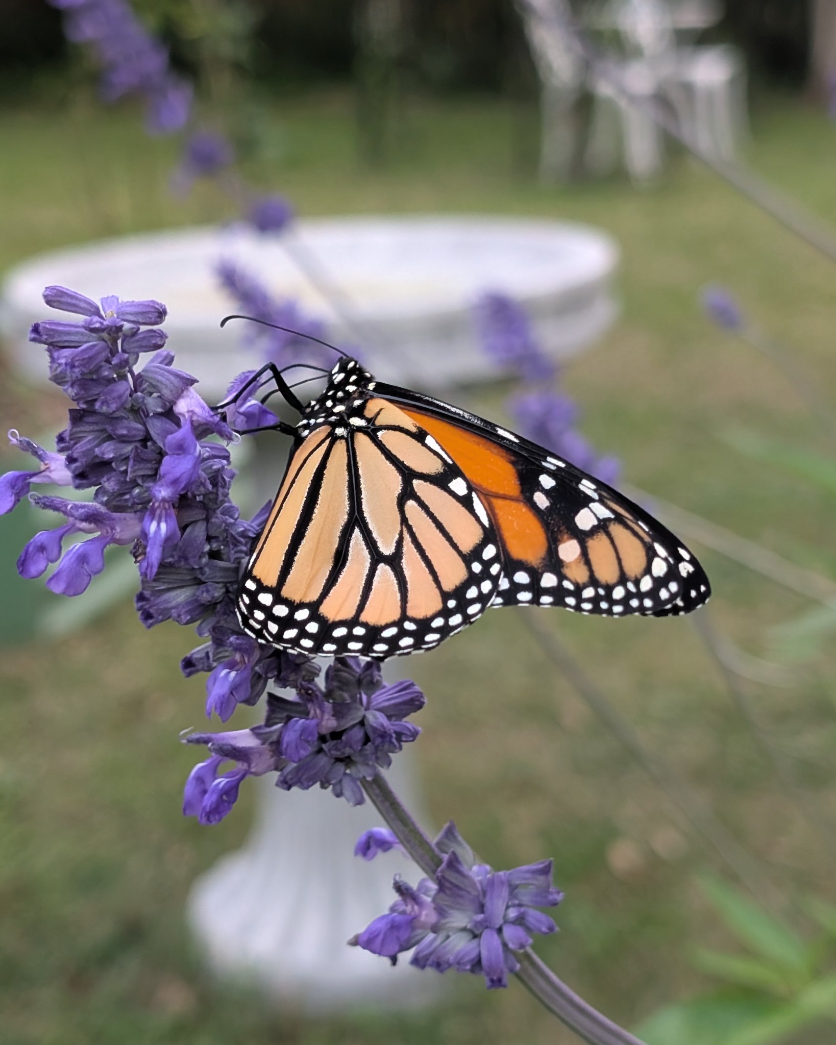 Monarch on Salvia 🪻