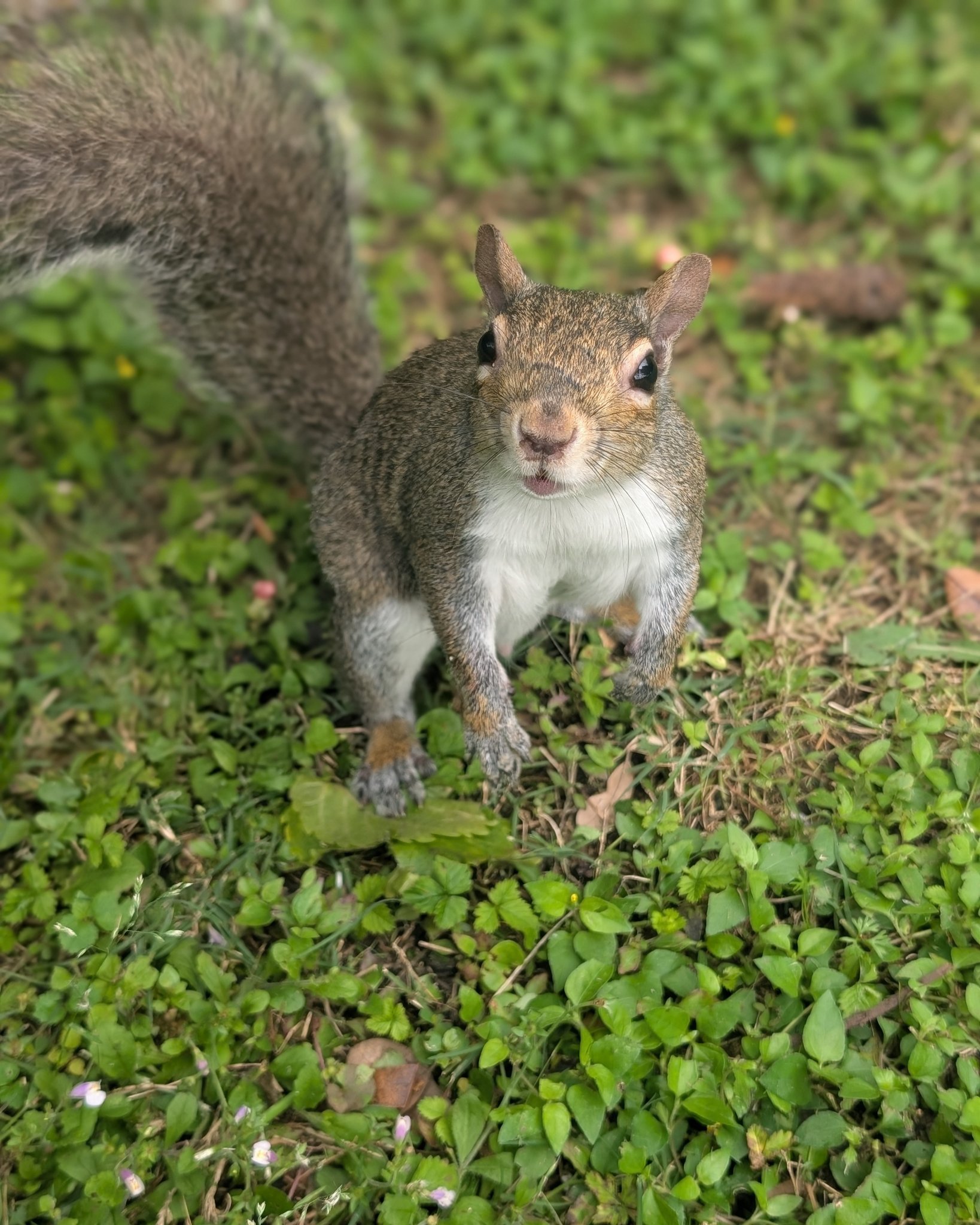 My lil bud hung out with me this morning for 20 mins begging for peanuts! 
