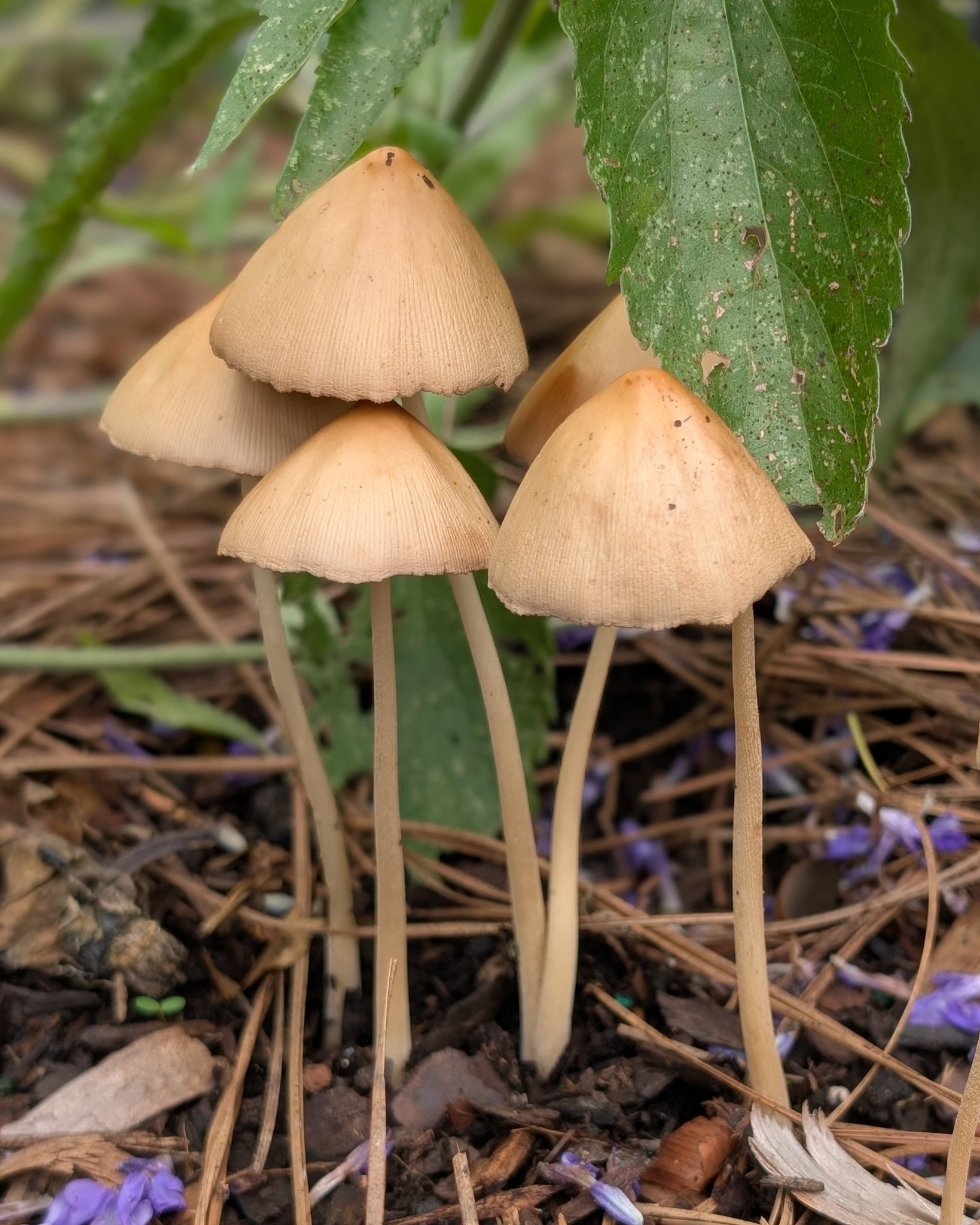 Sooo much rain lately! The garden is thrilled 